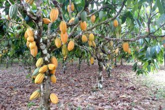 Nova lei busca incentivar o setor cacaueiro nacional