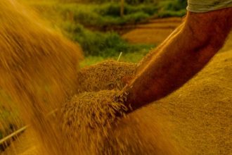 Lei reconhece Mirim Doce, em Santa Catarina, como Capital Nacional do Melhor Arroz