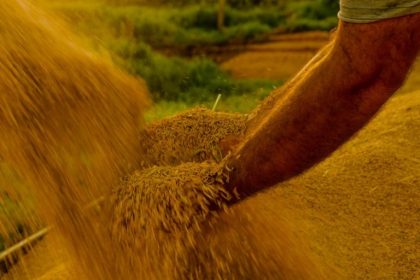 Lei reconhece Mirim Doce, em Santa Catarina, como Capital Nacional do Melhor Arroz