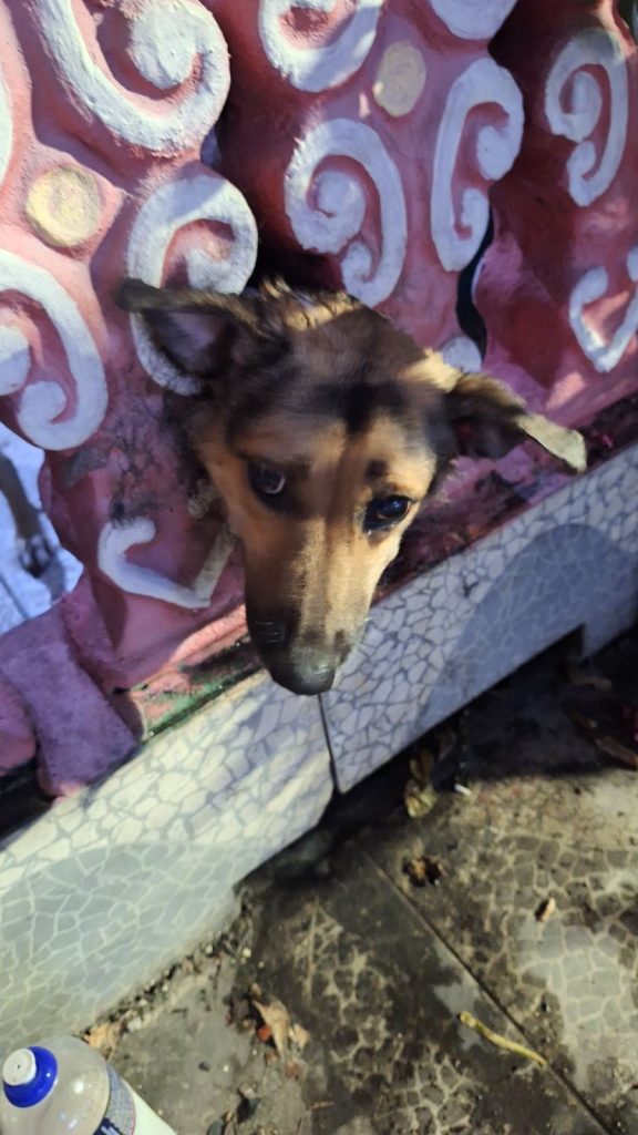 Cachorro fica com a cabeça presa em mureta de residência e Bombeiros são acionados para o resgate