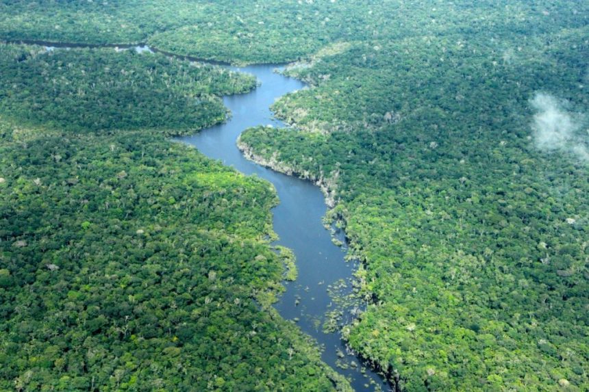 Desmatamento no Amazonas cai 56,4% em janeiro de 2026, aponta Inpe