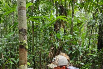 Sema instala câmeras trap em Unidades de Conservação da BR-319 para fortalecer monitoramento da fauna