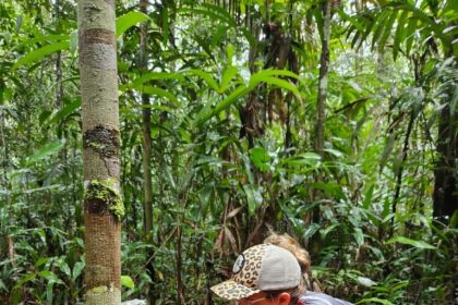 Sema instala câmeras trap em Unidades de Conservação da BR-319 para fortalecer monitoramento da fauna