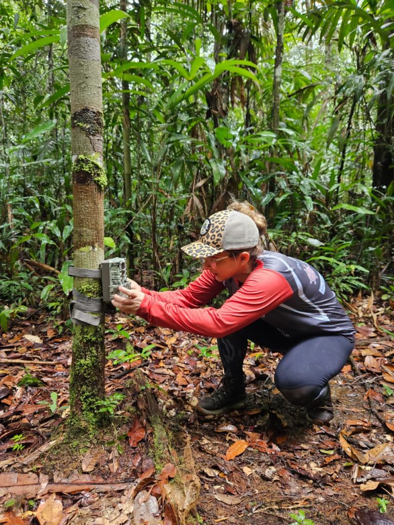 Sema instala câmeras trap em Unidades de Conservação da BR-319 para fortalecer monitoramento da fauna