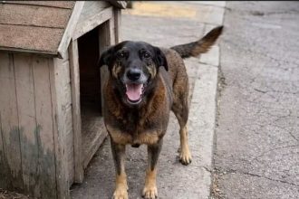 Morte do cão Orelha motiva projetos para punir adolescentes que cometerem violência contra animais