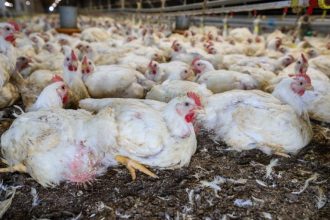 Publicada lei que destina R$ 83,5 milhões para sanidade agropecuária