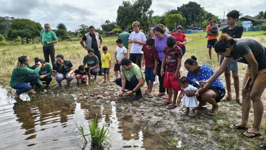 Soltura de quelônios mobiliza comunidades e fortalece conservação na RDS Puranga Conquista