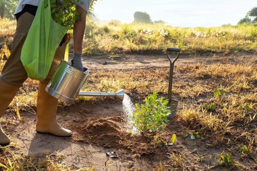 Amazonas institui Banco de Créditos de Reserva Legal para ampliar compensação ambiental no estado
