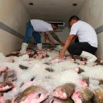 Prefeitura de Manaus inicia entrega de 100 toneladas de pescado e beneficia 40 mil famílias na Semana Santa