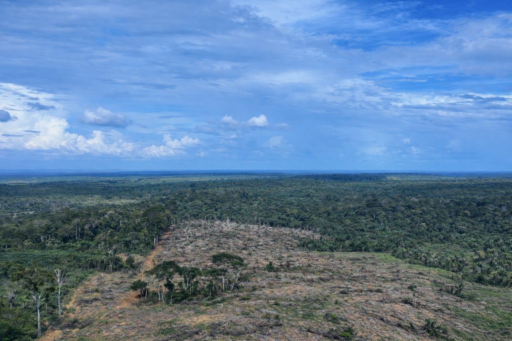 Operação Tamoiotatá 6: Ipaam aplica R$ 465 mil em multas e embarga área equivalente a 49 campos de futebol em Apuí