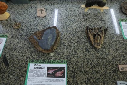 Fapeam está com inscrições abertas para o Programa de Apoio à Organização, Restauração, Preservação e Divulgação de Coleções Biológicas e Museus