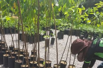 Itacoatiara: Projeto apoiado pelo Governo do Amazonas analisou produção de mudas de espécies florestais