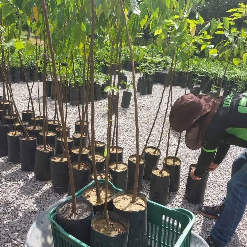 Itacoatiara: Projeto apoiado pelo Governo do Amazonas analisou produção de mudas de espécies florestais