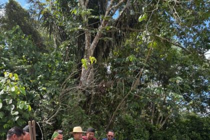 Em Iranduba e Manacapuru, Idam distribui 6,1 mil mudas de castanheira a agricultores familiares