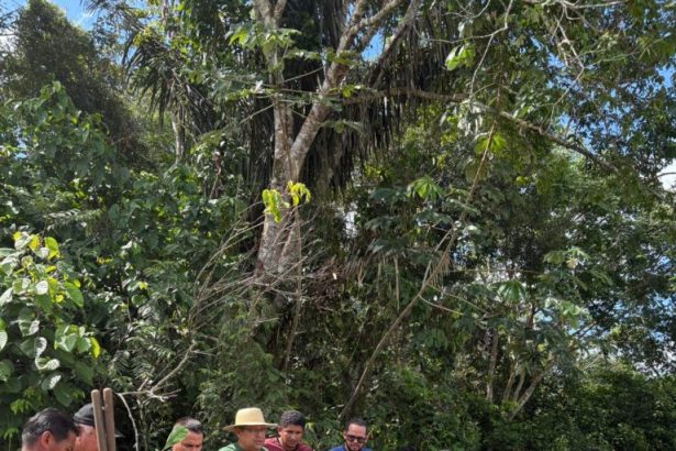 Em Iranduba e Manacapuru, Idam distribui 6,1 mil mudas de castanheira a agricultores familiares