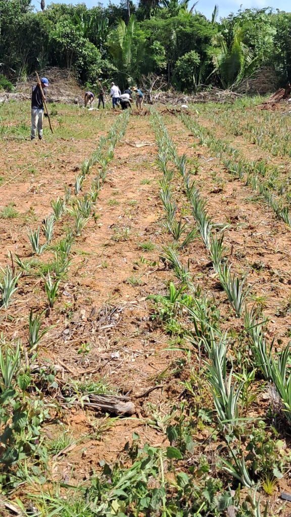 Idam conclui o plantio de 9,25 mil mudas de abacaxi em Unidade Demonstrativa de Humaitá