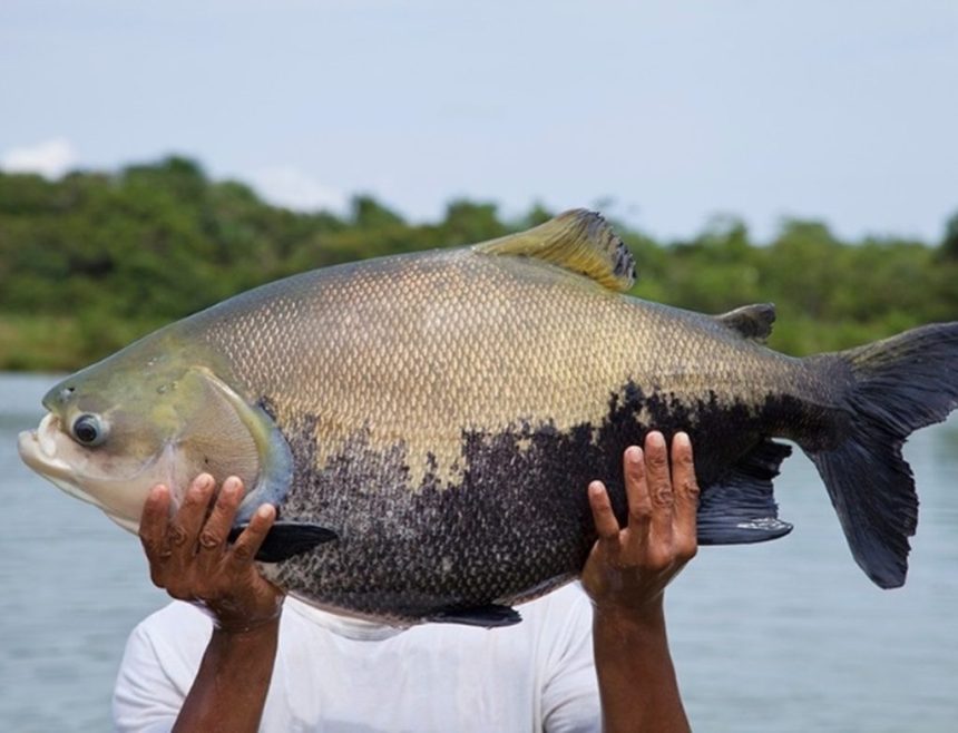 Período de defeso do tambaqui, iniciado em outubro, termina no Amazonas nesta terça-feira