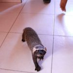 Furão-grande mantido em cativeiro por oito meses é resgatado pelo Ipaam no residencial Viver Melhor