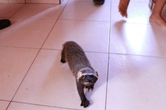 Furão-grande mantido em cativeiro por oito meses é resgatado pelo Ipaam no residencial Viver Melhor