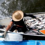 Ipaam acompanhará início da pesca ordenada do mapará nesta segunda-feira, em Careiro da Várzea
