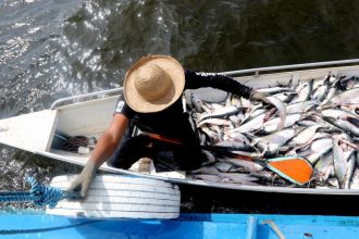 Ipaam acompanhará início da pesca ordenada do mapará nesta segunda-feira, em Careiro da Várzea
