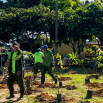 Prefeitura de Manaus já plantou mais de 6 mil mudas em parque linear no Novo Aleixo
