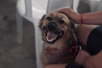 Sepet oferece 300 vagas para castração de animais no bairro Cidade de Deus, zona norte de Manaus