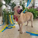 Sepet leva evento de adoção e vacinação animal ao Shopping Ponta Negra no sábado