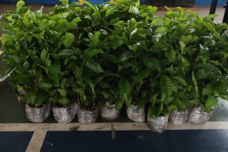 Nova lei prioriza a aquisição do café produzido no Amazonas nos órgãos da administração pública estadual