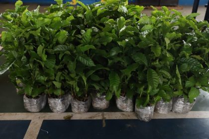 Nova lei prioriza a aquisição do café produzido no Amazonas nos órgãos da administração pública estadual