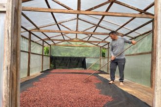 Apoio do Idam incentiva crescimento de 25% na produção de cacau em 2025