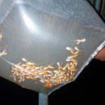 Ipaam autoriza pesca manejada de 15 mil larvas e alevinos de aruanã branco na Reserva Mamirauá