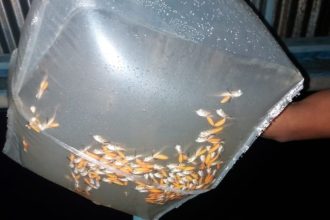 Ipaam autoriza pesca manejada de 15 mil larvas e alevinos de aruanã branco na Reserva Mamirauá