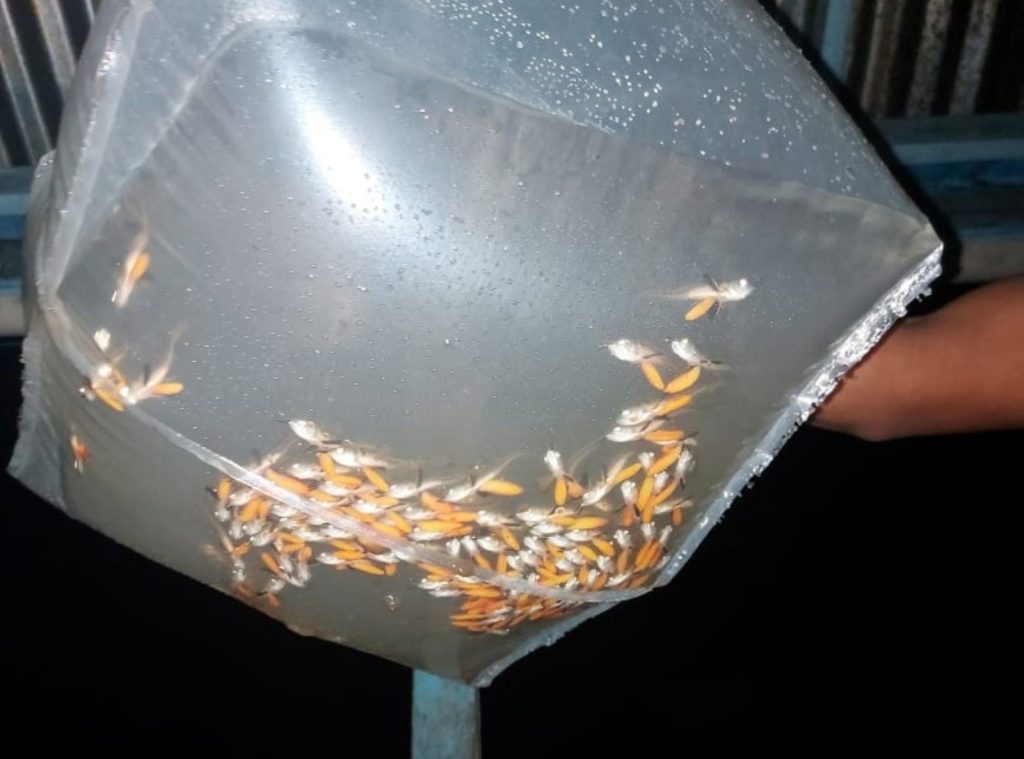 Ipaam autoriza pesca manejada de 15 mil larvas e alevinos de aruanã branco na Reserva Mamirauá