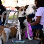 Castramóvel da Sepet abre agendamento para animais em Presidente Figueiredo