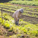 Entra em vigor lei que amplia garantias para financiamentos do Pronaf