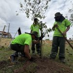Prefeitura de Manaus realiza plantio de 13.400 mudas como parte da estratégia de arborização da capital amazonense