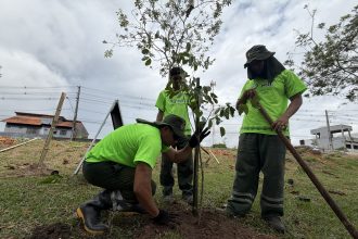 Prefeitura de Manaus realiza plantio de 13.400 mudas como parte da estratégia de arborização da capital amazonense