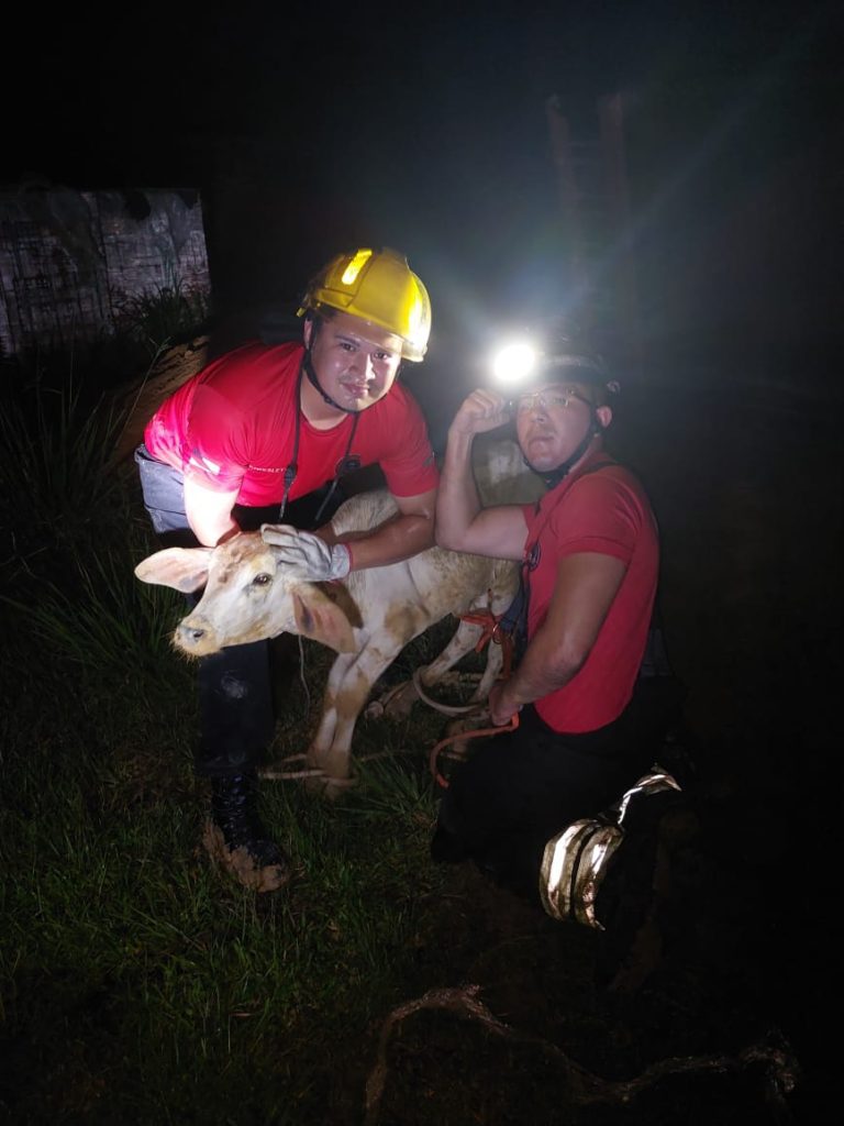  Corpo de Bombeiros do Amazonas resgata uma média de quatro animais a cada 24 horas 