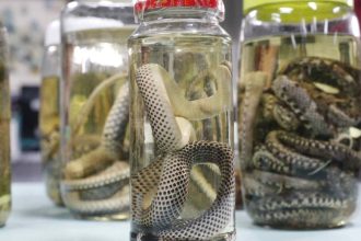 Amazonas atualiza dados sobre acidentes com animais peçonhentos