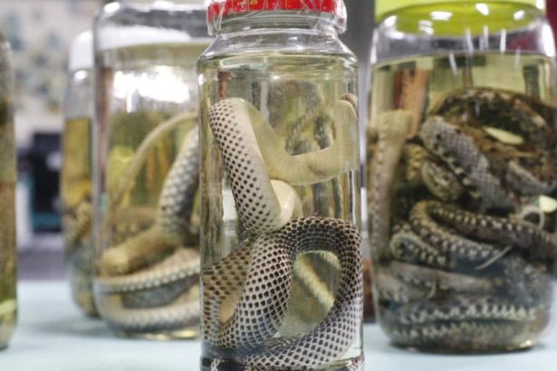 Amazonas atualiza dados sobre acidentes com animais peçonhentos