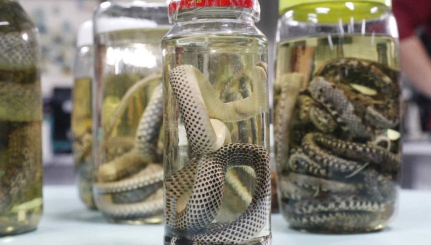 Amazonas atualiza dados sobre acidentes com animais peçonhentos