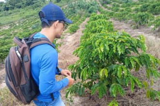 Cafeicultura no Amazonas cresce mais de 340% com a introdução da variedade Robustas Amazônico