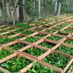 Idam distribui mais de 39 mil mudas de castanheira para agricultores familiares