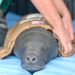 Ipaam resgata filhote de peixe-boi ferido por arpão em Itacoatiara