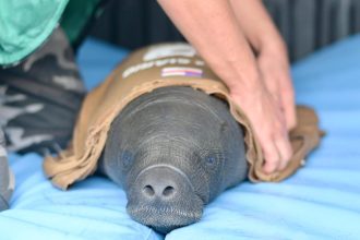 Ipaam resgata filhote de peixe-boi ferido por arpão em Itacoatiara