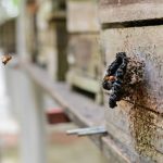 Ipaam realiza ação de regularização para criadores de abelhas sem ferrão em Parintins