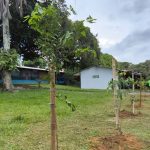 Prefeitura de Manaus realiza manutenção da arborização no CSU do Parque 10 e inicia plantio de 2 mil mudas no local