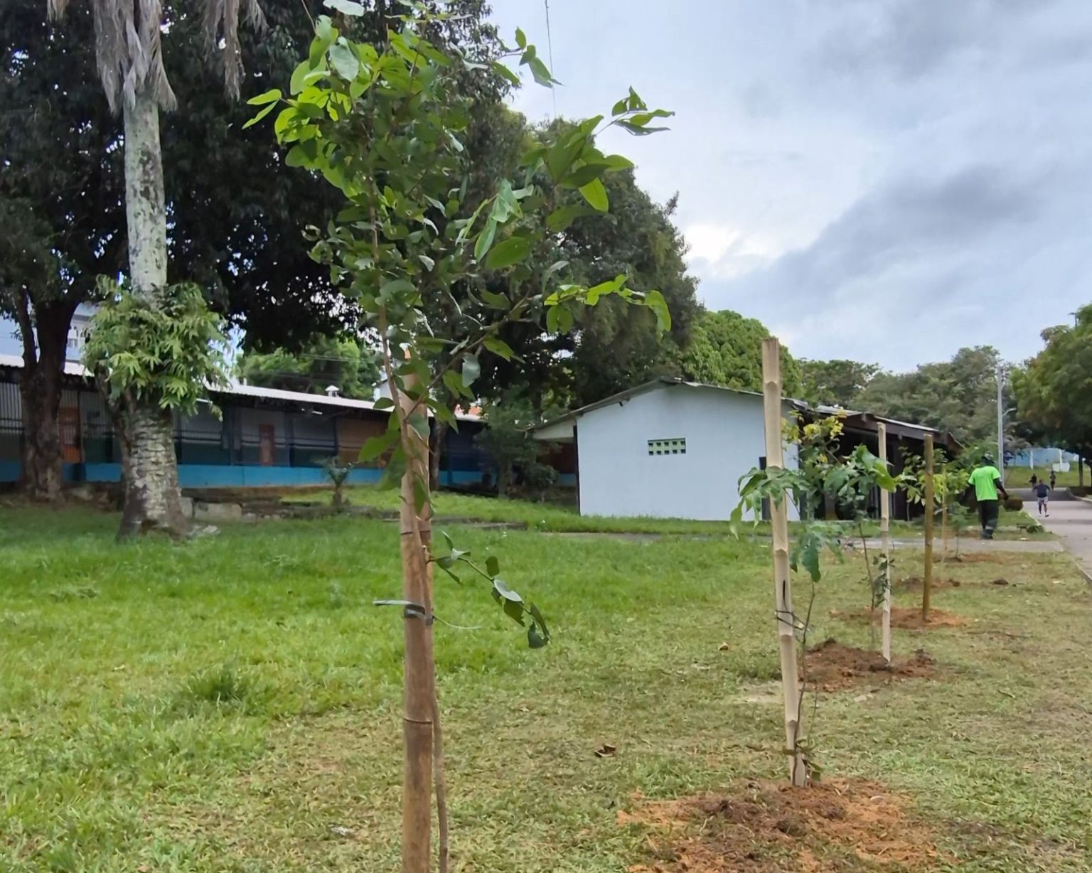 Prefeitura de Manaus realiza manutenção da arborização no CSU do Parque 10 e inicia plantio de 2 mil mudas no local