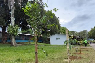 Prefeitura de Manaus realiza manutenção da arborização no CSU do Parque 10 e inicia plantio de 2 mil mudas no local